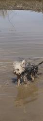 Lost Male Dog last seen Near , Phelan, CA 92371