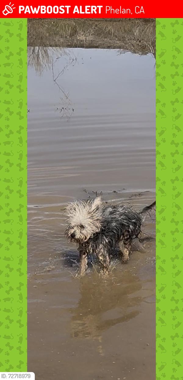 Lost Male Dog last seen Near , Phelan, CA 92371