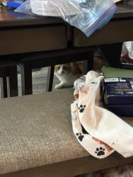Found/Stray Unknown Cat last seen Finch, ross , Memphis, TN 38141