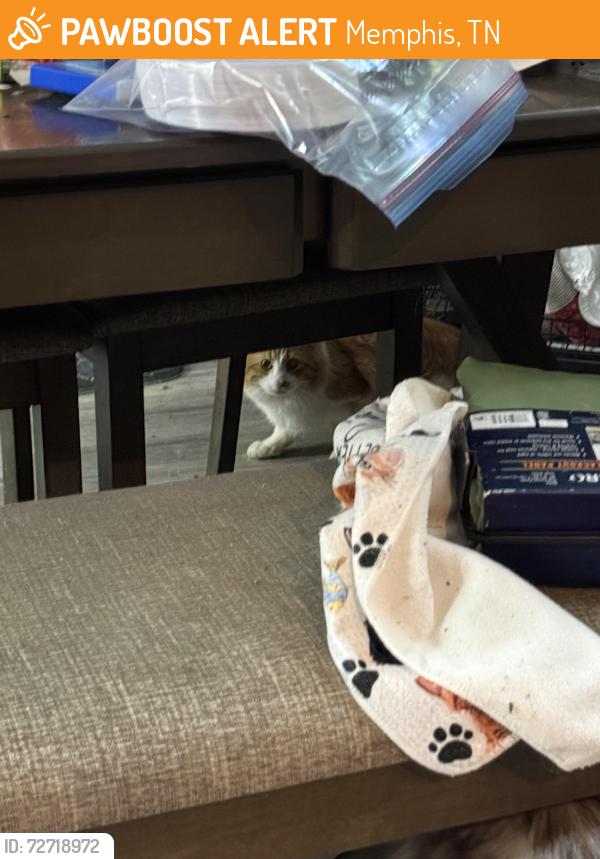 Found/Stray Unknown Cat last seen Finch, ross , Memphis, TN 38141