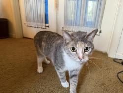 Found/Stray Female Cat last seen Bignonia Dr and Basswood Dr, South Laurel, MD 20708