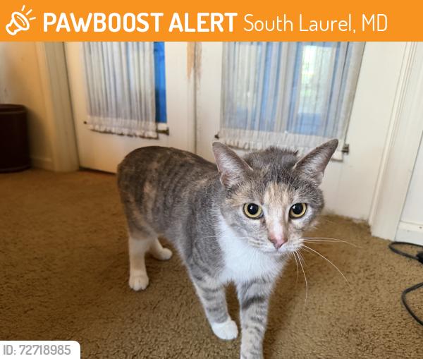 Found/Stray Female Cat last seen Bignonia Dr and Basswood Dr, South Laurel, MD 20708