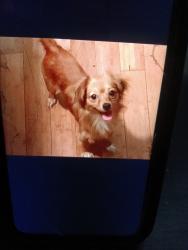 Lost Male Dog last seen Near s Lorena St Los Angeles CA 90063, Los Angeles, CA 90063