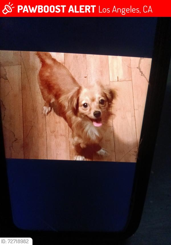 Lost Male Dog last seen Near s Lorena St Los Angeles CA 90063, Los Angeles, CA 90063