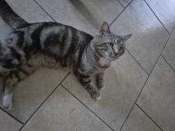 Lost Male Cat last seen Bay bean dr, Corpus Christi, TX 78418
