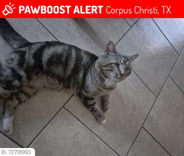 Lost Male Cat last seen Bay bean dr, Corpus Christi, TX 78418
