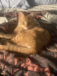 Found/Stray Male Cat last seen Military/scyene, Mesquite, TX 75149