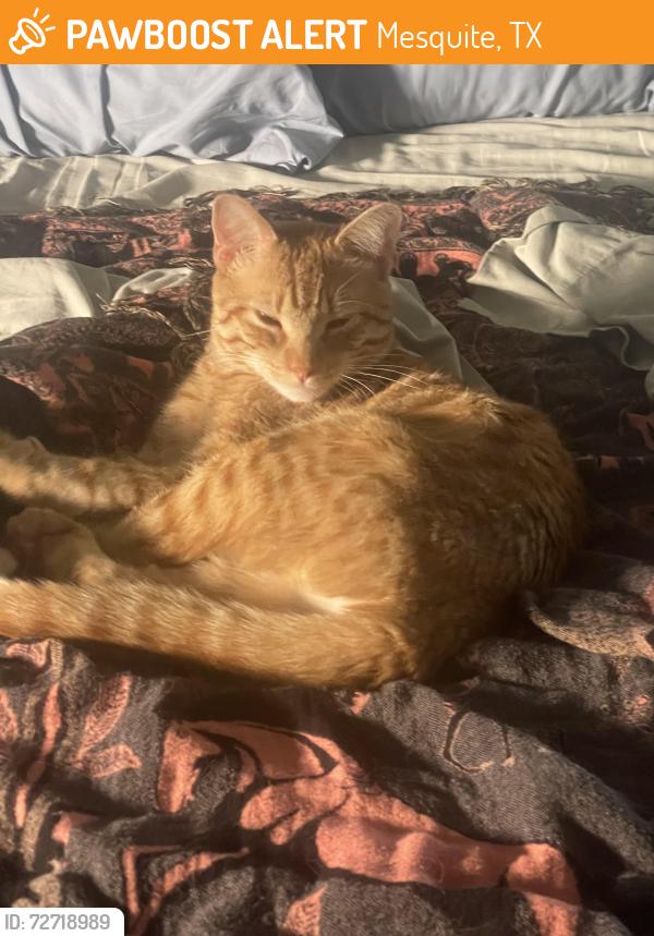 Found/Stray Male Cat last seen Military/scyene, Mesquite, TX 75149