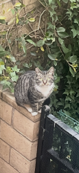 Lost Female Cat last seen McKinley St, Corona, CA 92881