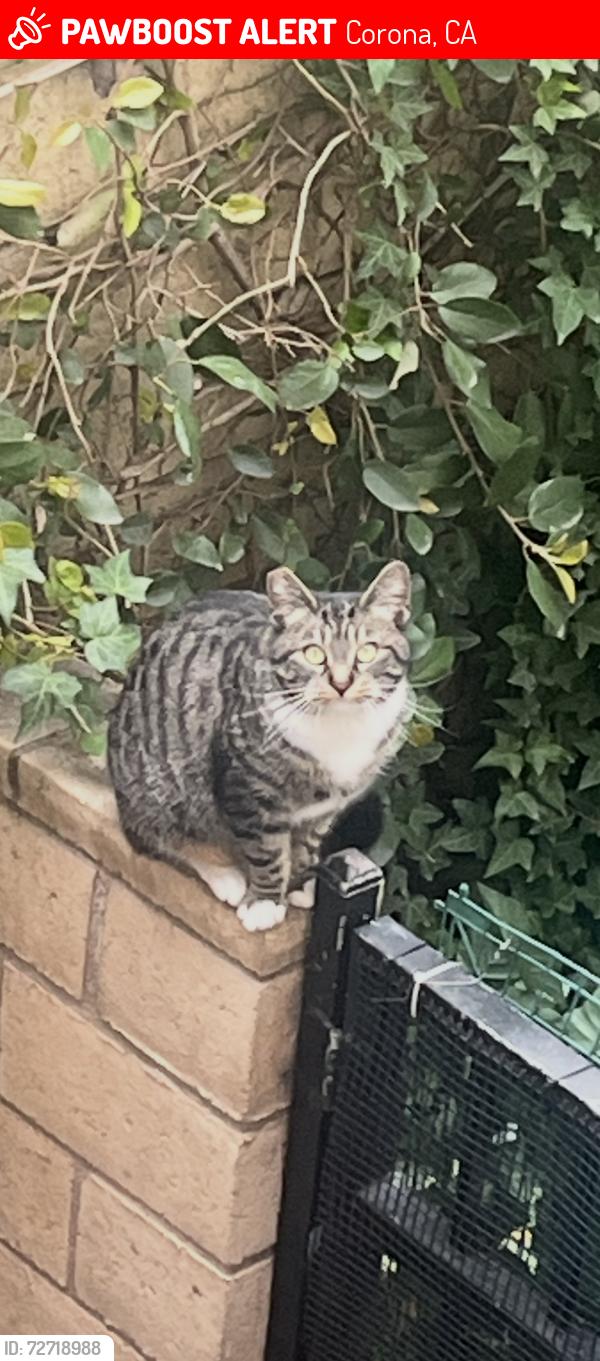 Lost Female Cat last seen McKinley St, Corona, CA 92881
