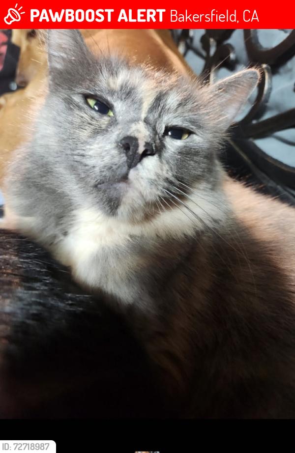Lost Female Cat last seen Meacham & Verdugo , Bakersfield, CA 93312