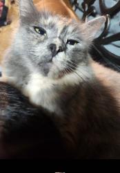 Lost Female Cat last seen Meacham & Verdugo , Bakersfield, CA 93312