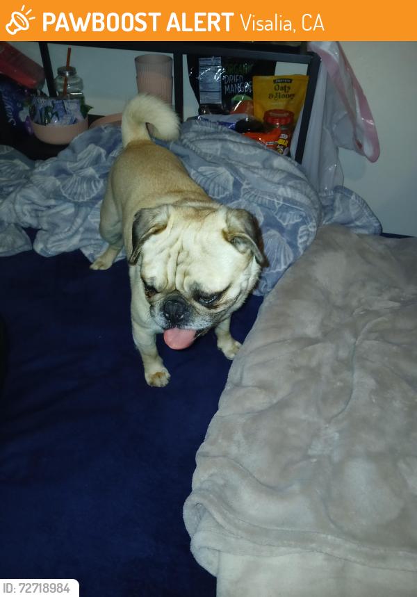 Found/Stray Male Dog last seen Near w royal oaks drive , Visalia, CA 93277