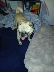 Found/Stray Male Dog last seen Near w royal oaks drive , Visalia, CA 93277