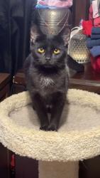 Lost Female Cat last seen Corner of Cherokee road and brook hollow road , Johnson City, TN 37604