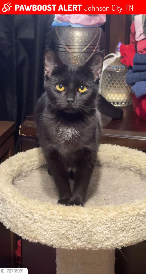Lost Female Cat last seen Corner of Cherokee road and brook hollow road , Johnson City, TN 37604