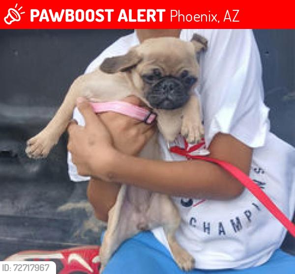 Lost Female Dog last seen South of McDowell between 59th to 19th ave, Phoenix, AZ 85009