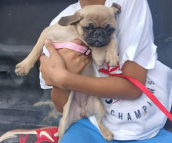 Lost Female Dog last seen South of McDowell between 59th to 19th ave, Phoenix, AZ 85009