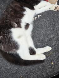 Found/Stray Unknown Cat last seen NE Juanita Drive and 86th Ave NE , Kirkland, WA 98034