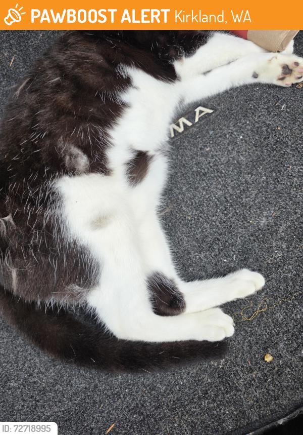 Found/Stray Unknown Cat last seen NE Juanita Drive and 86th Ave NE , Kirkland, WA 98034