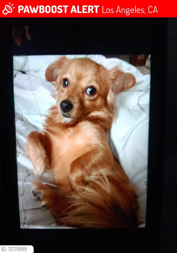 Lost Male Dog last seen Near s Lorena St Los Angeles CA 90063, Los Angeles, CA 90063
