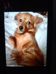 Lost Male Dog last seen Near s Lorena St Los Angeles CA 90063, Los Angeles, CA 90063