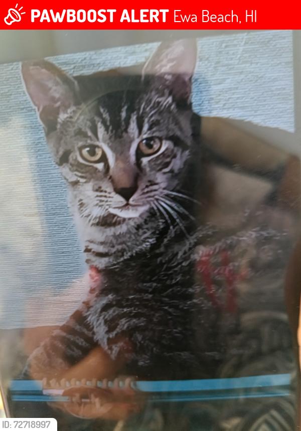 Lost Male Cat last seen The back of haubush, Ewa Beach, HI 96706