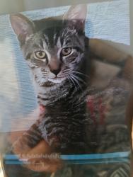 Lost Male Cat last seen The back of haubush, Ewa Beach, HI 96706