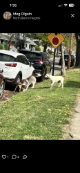Found/Stray Unknown Dog last seen Barton Heights, Richmond, VA 23222