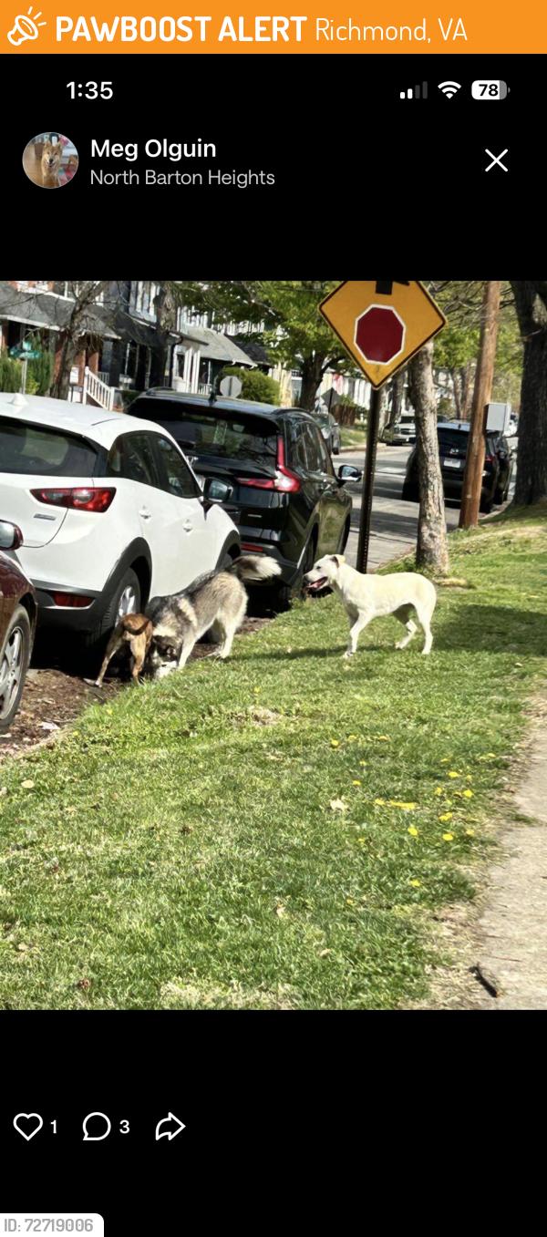 Found/Stray Unknown Dog last seen Barton Heights, Richmond, VA 23222