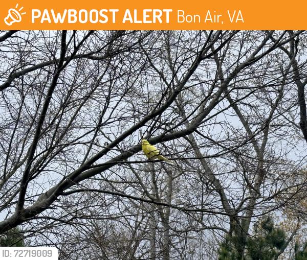 Found/Stray Unknown Bird last seen Near Costco, Bon Air, VA 23235