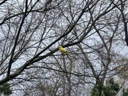 Found/Stray Unknown Bird last seen Near Costco, Bon Air, VA 23235
