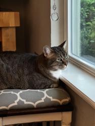 Lost Male Cat last seen Longleaf pine , St. Johns County, FL 32259
