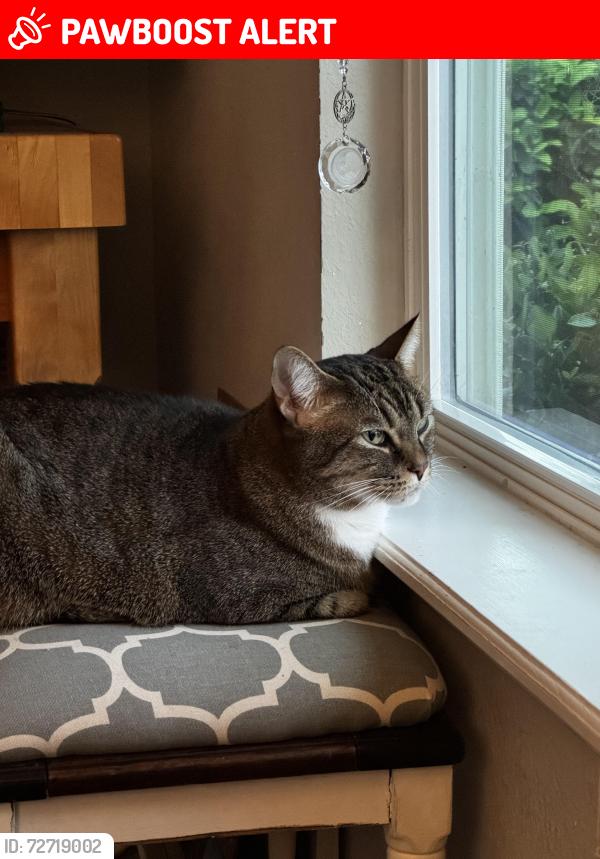 Lost Male Cat last seen Longleaf pine , St. Johns County, FL 32259