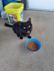 Found/Stray Female Cat last seen N. Eastern Rd. and NE 127th St, Kansas City, MO 64167
