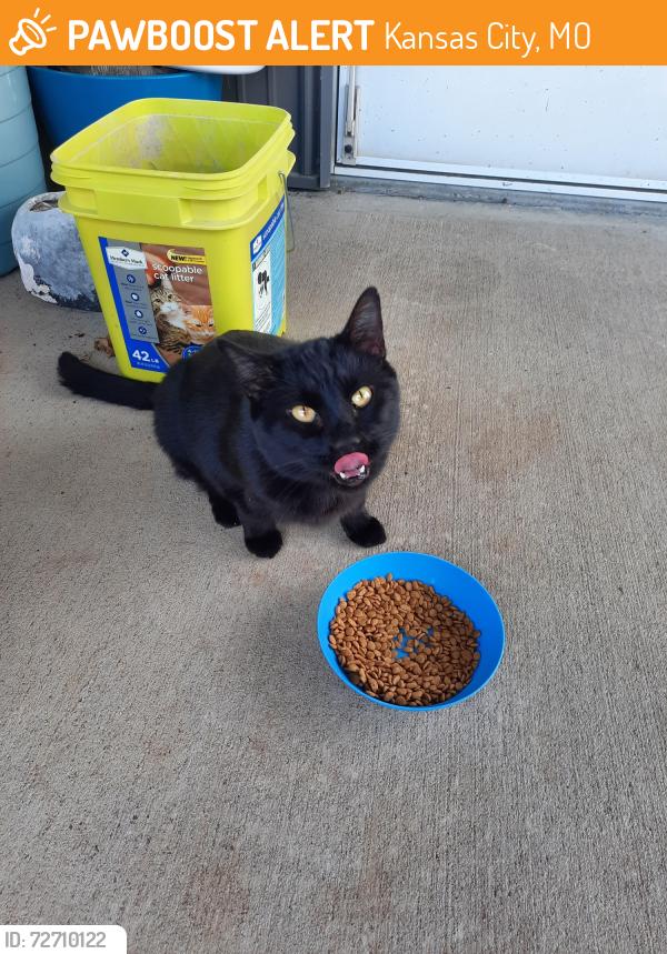 Found/Stray Female Cat last seen N. Eastern Rd. and NE 127th St, Kansas City, MO 64167