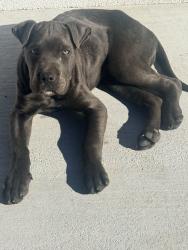 Lost Male Dog last seen Main and 3rd street in Hesperia ca , Hesperia, CA 92340