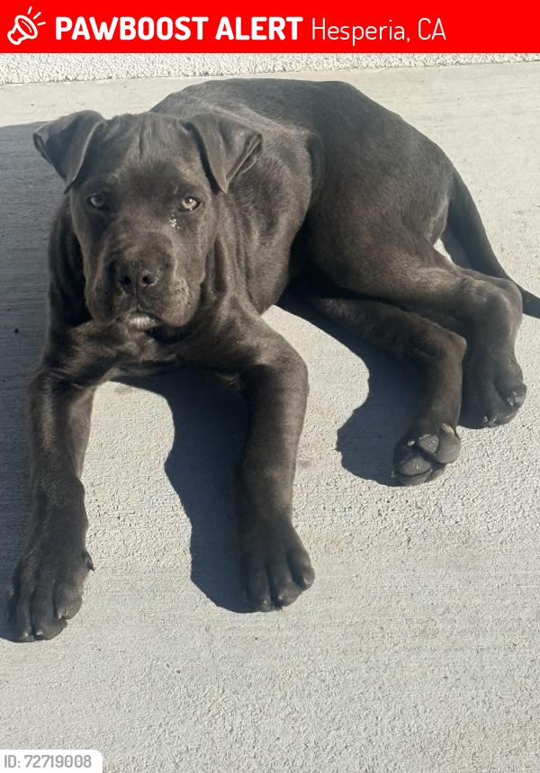 Lost Male Dog last seen Main and 3rd street in Hesperia ca , Hesperia, CA 92340