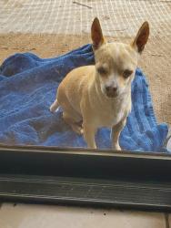 Found/Stray Male Dog last seen Sunset & Locust, Long Beach, CA 90805
