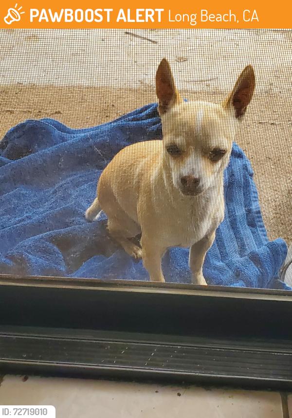 Found/Stray Male Dog last seen Sunset & Locust, Long Beach, CA 90805