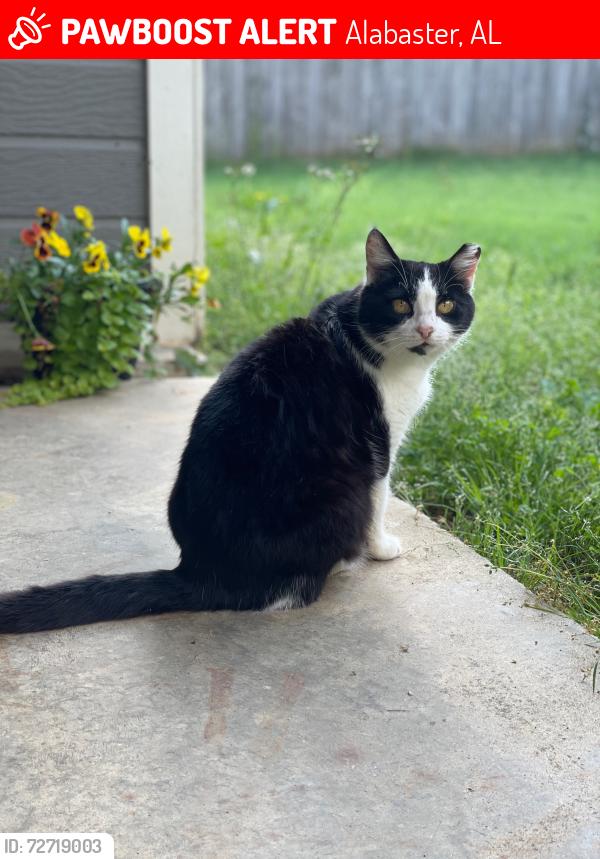 Lost Female Cat last seen Thompson Intermediate School, Alabaster, AL 35007