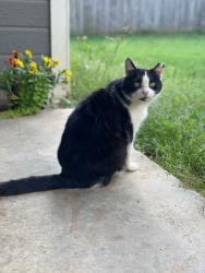 Lost Female Cat last seen Thompson Intermediate School, Alabaster, AL 35007