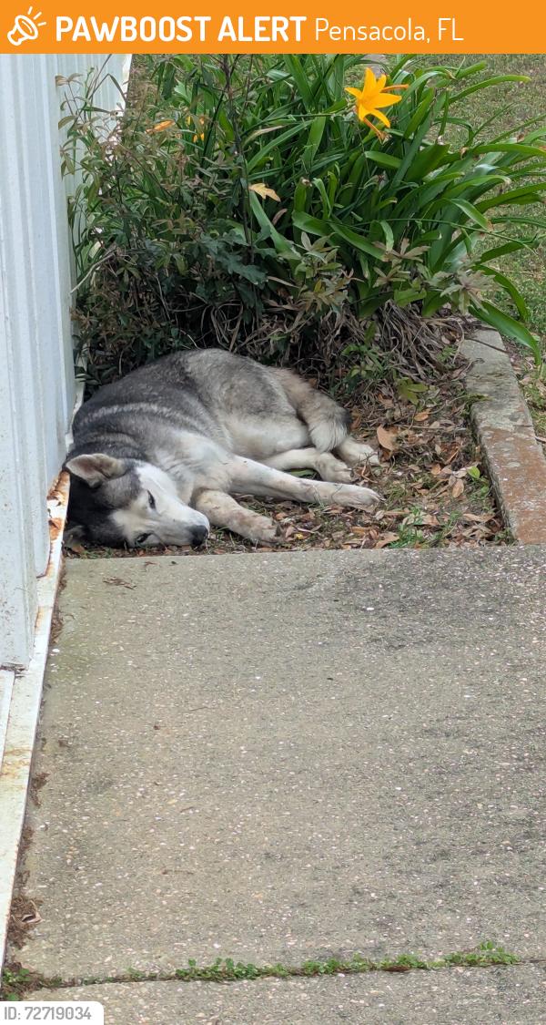 Found/Stray Female Dog last seen Compu graphics , Pensacola, FL 32505