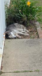 Found/Stray Female Dog last seen Compu graphics , Pensacola, FL 32505