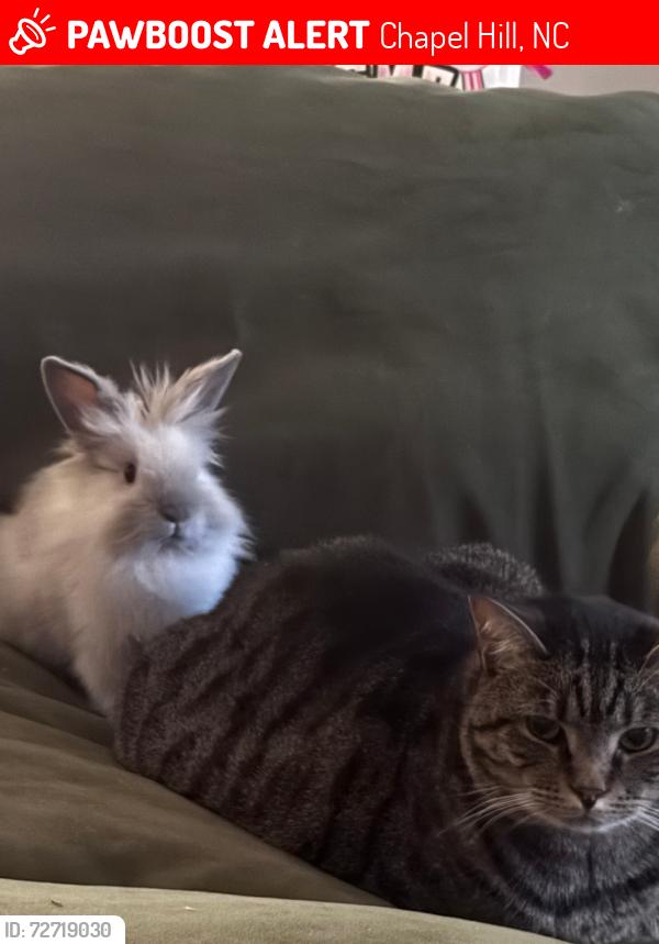 Lost Male Cat last seen Near Highland Trail chapel Hill, Chapel Hill, NC 27516