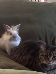 Lost Male Cat last seen Near Highland Trail chapel Hill, Chapel Hill, NC 27516