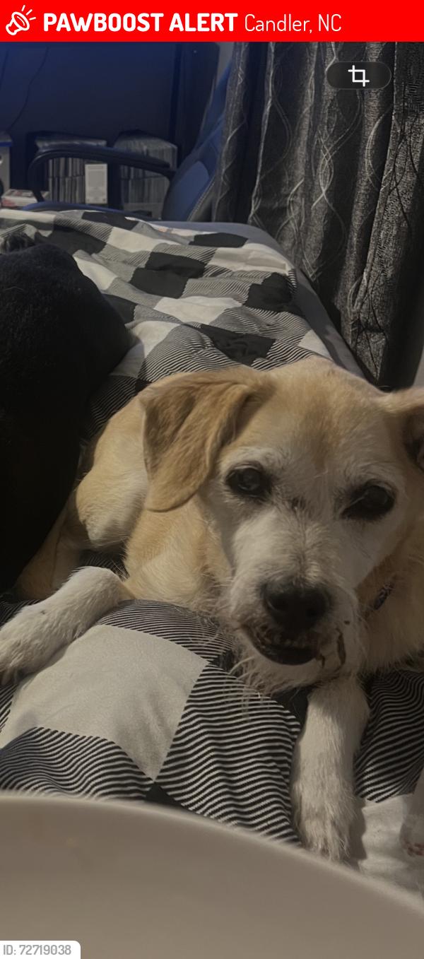 Lost Female Dog last seen Milksick Cove , Candler, NC 28715