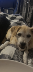 Lost Female Dog last seen Milksick Cove , Candler, NC 28715
