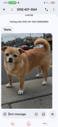 Lost Female Dog last seen Parking lot at beach, Long Beach, CA 90803