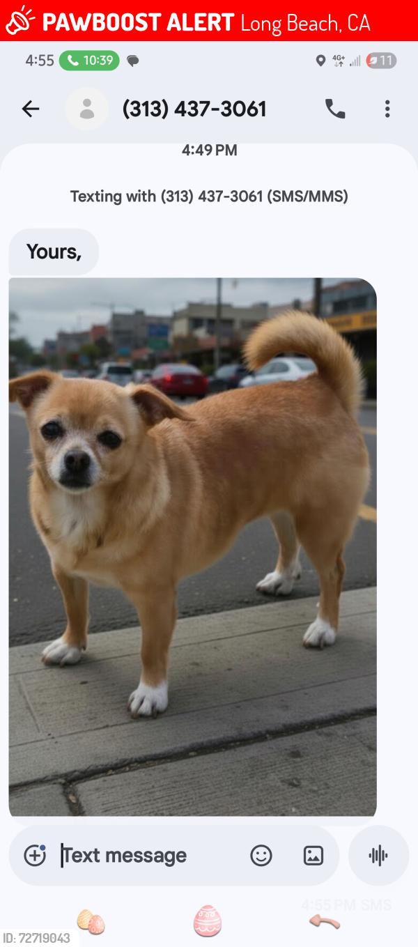 Lost Female Dog last seen Parking lot at beach, Long Beach, CA 90803